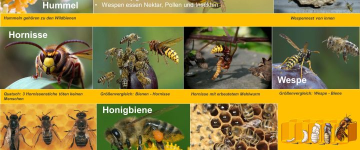 HOTSPOT-PROJEKT Steinkauz und Hummeln laden zum genauen Hinsehen ein
