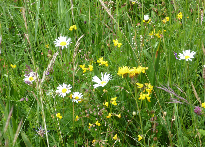 Zahlen und Fakten Naturschutzstiftung Emsland