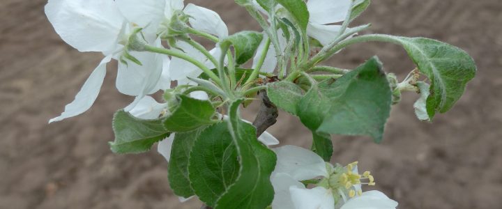 Tag des Baumes – 20 Obstbäume und Wildblumen für die Waldschule Leschede
