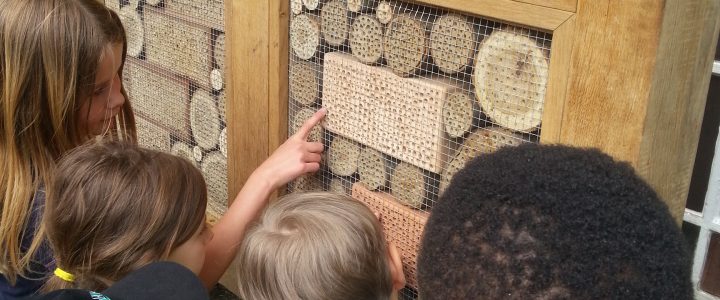 Schüler stellen Insektenhotel auf und legen Wildblumenwiese an