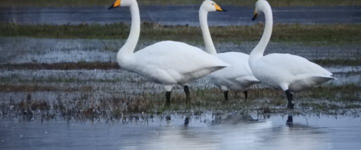 Naturschutzstiftung fördert Zwergschwanprojekt