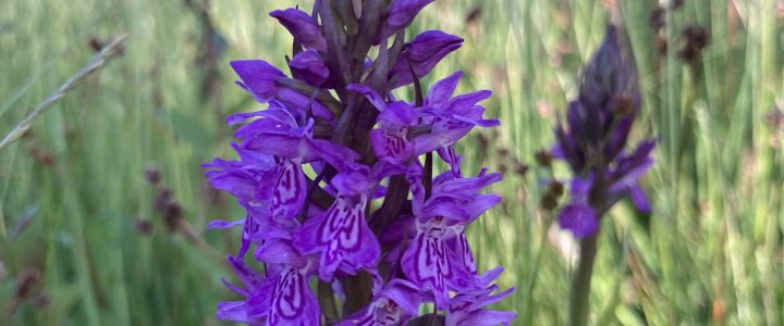 Wie Schafe unsere Orchideen retten: Spende für neuen Zaun Wie Schafe unsere Orchideen retten: Spende für neuen Zaun