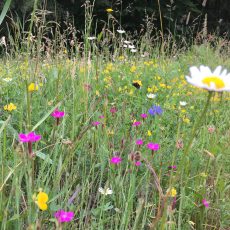 Wildblumenwiesen einsäen – biologische Vielfalt fördern!