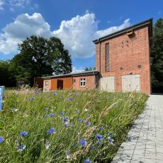 Wildblumenwiese und Turmfalke am Erinnerungsort Lager XII Dalum Wildblumenwiese und Turmfalke am Erinnerungsort Lager XII Dalum