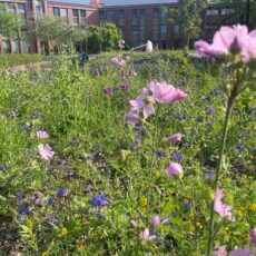 Beete im Eingangsbereich des Kreishaus naturnah umgestaltet