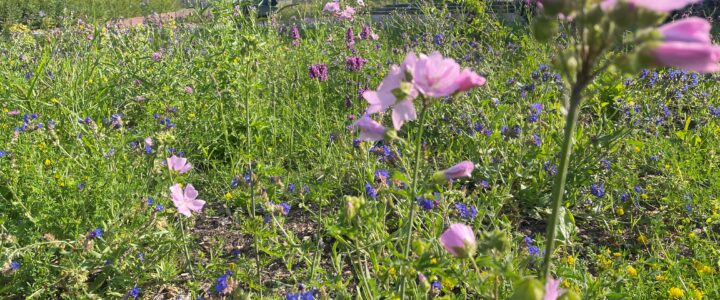 Beete im Eingangsbereich des Kreishaus naturnah umgestaltet